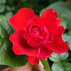 Chica Veranda Rose