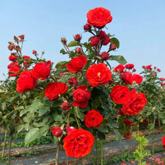 Chica Veranda Rose