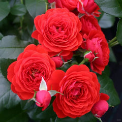 Chica Veranda Rose