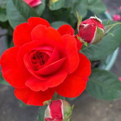 Chica Veranda Rose