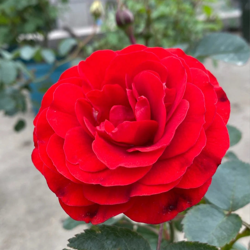 Chica Veranda Rose