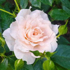 Chiffon Rose: Delicate Elegance and Easy Care