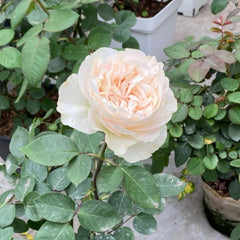 Chiffon Rose Plant | 雪纺