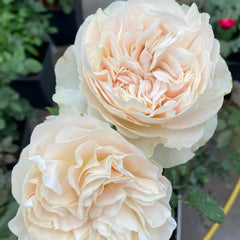 Chiffon Rose: Delicate Elegance and Easy Care