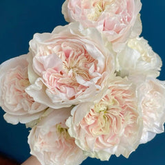 Chiffon Rose: Delicate Elegance and Easy Care