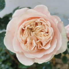 Chiffon Rose: Delicate Elegance and Easy Care