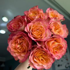 Chili Love Rose Plant|热辣之恋
