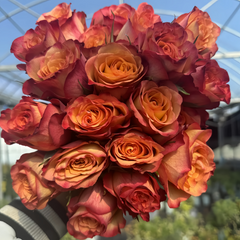 Chili Love Rose Plant|热辣之恋