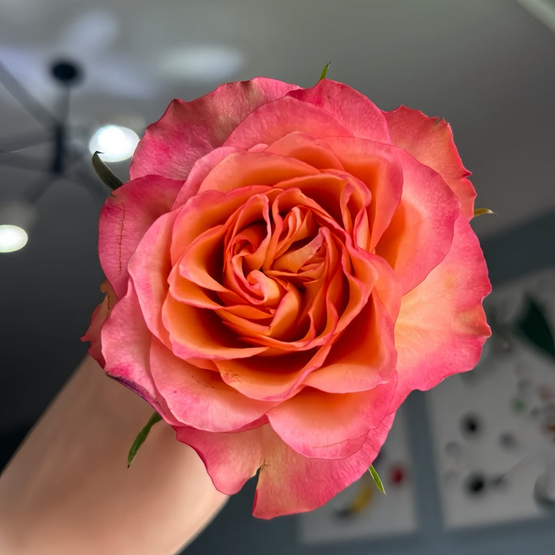 Chili Love Rose Plant|热辣之恋