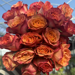 Chili Love Rose Plant|热辣之恋