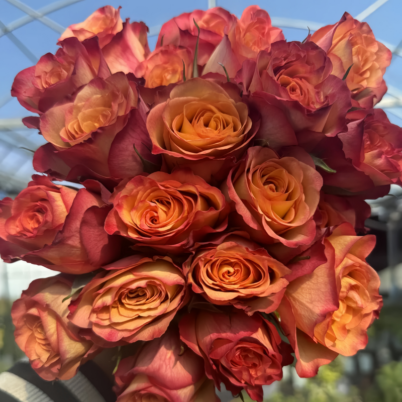 Chili Love Rose Plant|热辣之恋