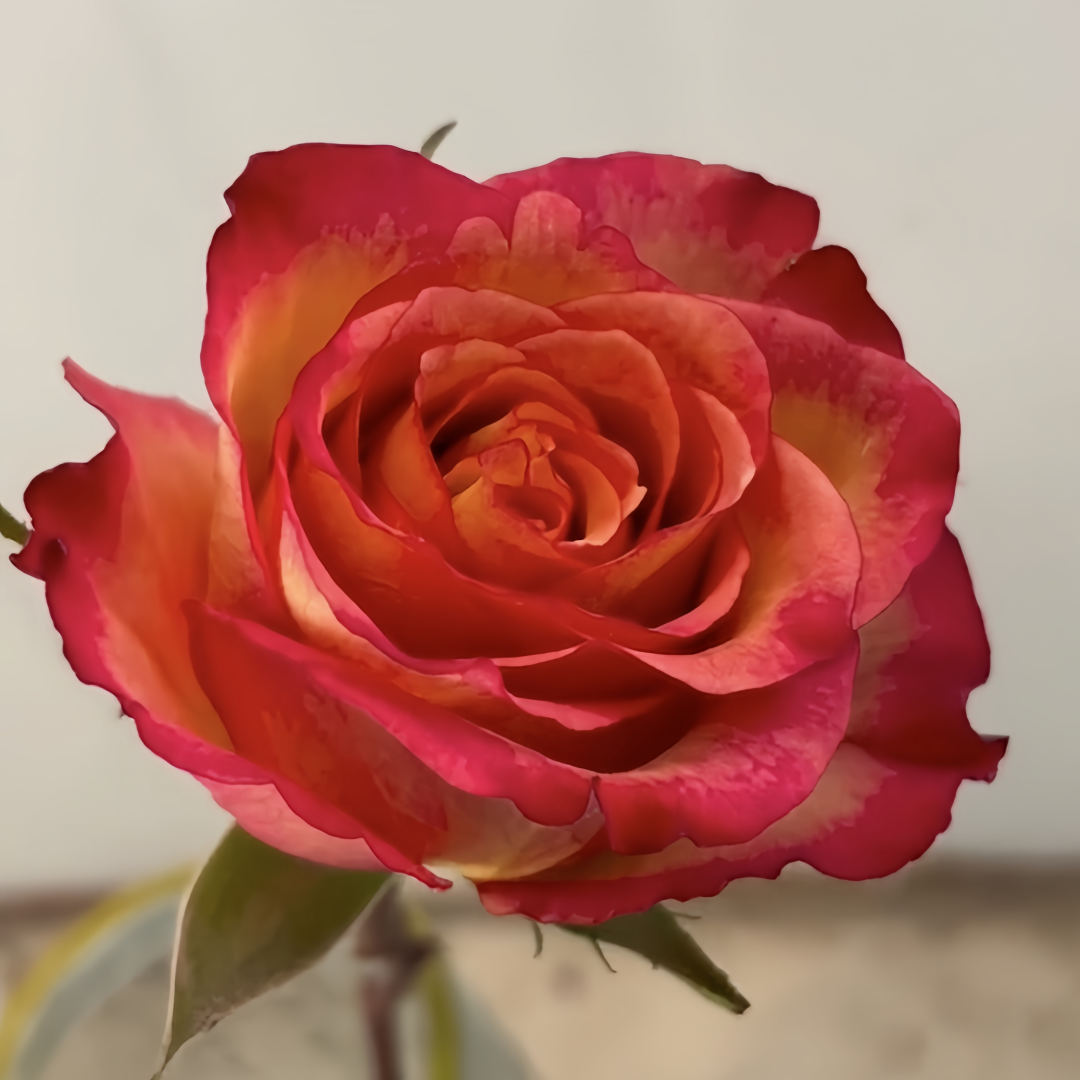 Chilly Pepper Roses Chili Love Rose Plant|热辣之恋 – Rose_Explosion