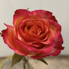 Chili Love Rose Plant|热辣之恋