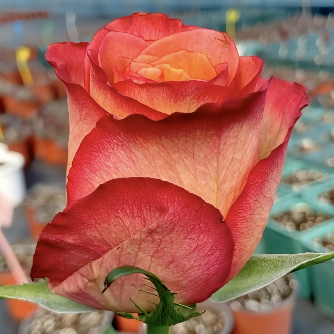 Chilly Pepper Roses Chili Love Rose Plant|热辣之恋 – Rose_Explosion