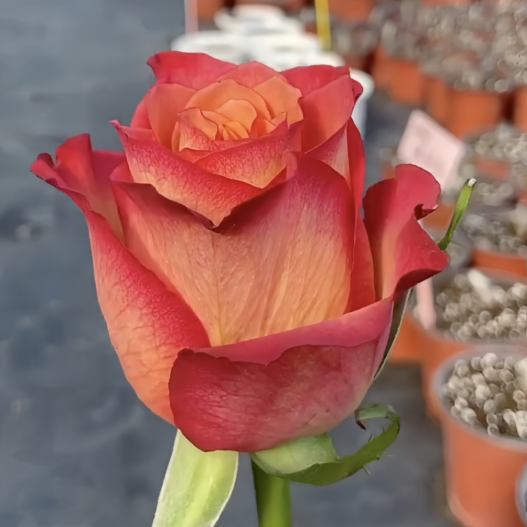 Chilly Pepper Roses Chili Love Rose Plant|热辣之恋 – Rose_Explosion