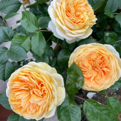 Chippendale Gold Rose - Elegant Blooms, Easy Care