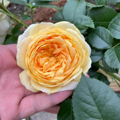 Chippendale Gold Rose - Elegant Blooms, Easy Care