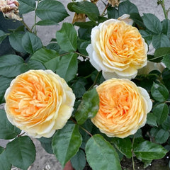 Chippendale Gold Rose - Elegant Blooms, Easy Care