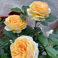 Chippendale Gold Rose - Elegant Blooms, Easy Care