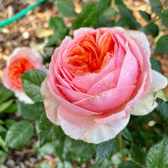 Elegant Chippendale Rose Plant for a Timeless Rose Garden