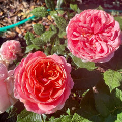 Elegant Chippendale Rose Plant for a Timeless Rose Garden