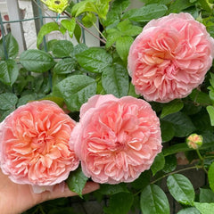 Elegant Chippendale Rose Plant for a Timeless Rose Garden