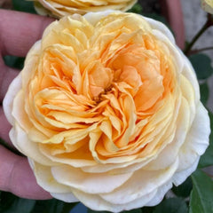 Chippendale Gold Rose - Elegant Blooms, Easy Care