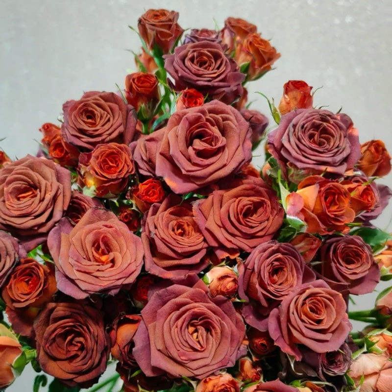 Chocolate Rosed Colour Guide Chocolate Bubbles Rose Plant|巧克力泡泡 – Rose_Explosion