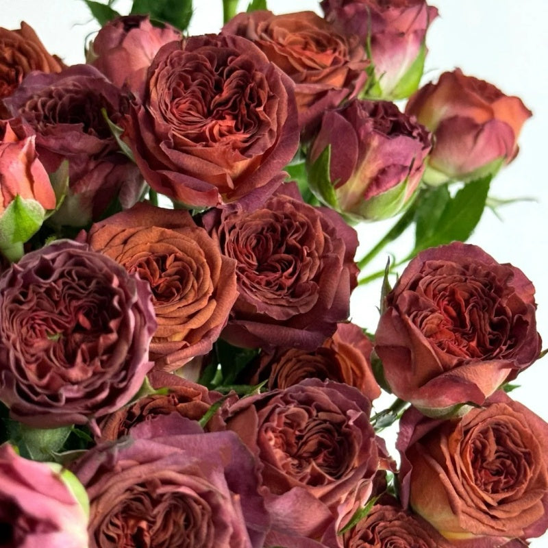 Chocolate Rosed Colour Guide Chocolate Bubbles Rose Plant|巧克力泡泡 – Rose_Explosion