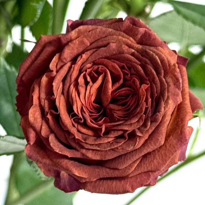 Chocolate Bubbles Rose Plant