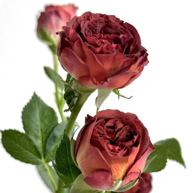Chocolae Roses Chocolate Bubbles Rose Plant|巧克力泡泡 – Rose_Explosion