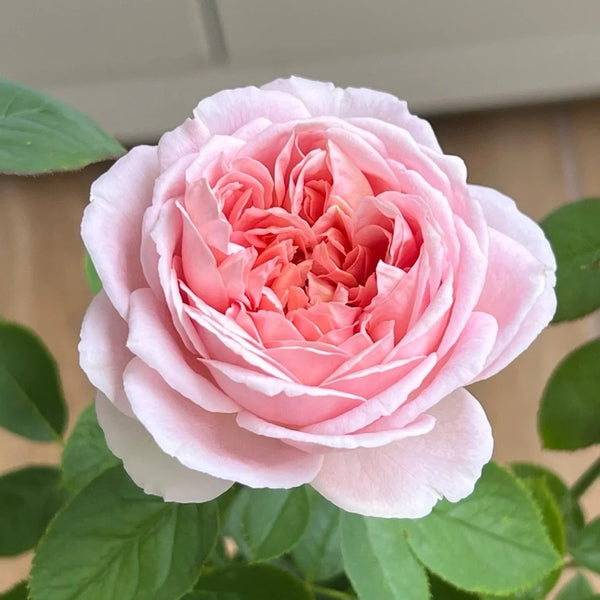 Chocolate Romantica Rose