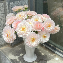 Chou Chou Rose Plant