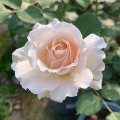 Chou Chou Rose Plant