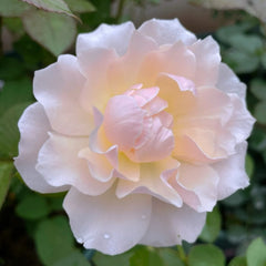 Chou Chou Rose Plant