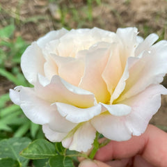 Chou Chou Rose Plant