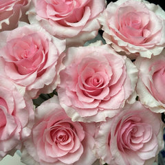 Christa Rose