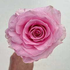 Christa Rose
