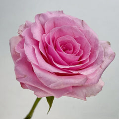 Christa Rose
