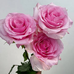 Christa Rose