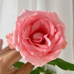 Chunxiao Rose