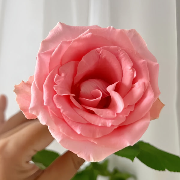 Chunxiao Rose