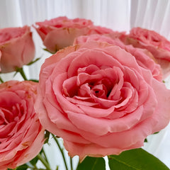 Chunxiao Rose