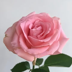 Chunxiao Rose