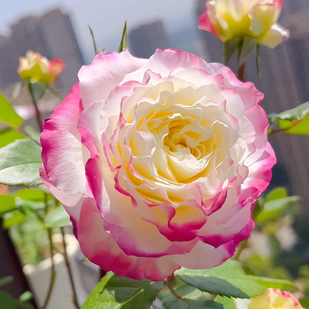 High Center Roses Pink Roses With Yellow Centers