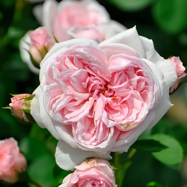 Cinderella Rose Plant|灰姑娘 – Rose_Explosion