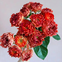Cinnabar Sea Anemone Rose