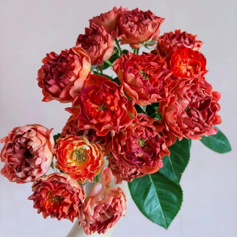 Cinnabar Sea Anemone Rose