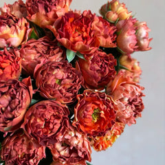 Cinnabar Sea Anemone Rose