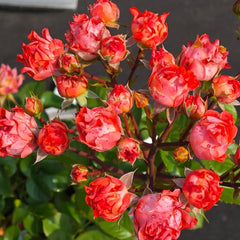 Cinnabar Sea Anemone Rose
